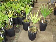 Trachycarpus takil N.O. India